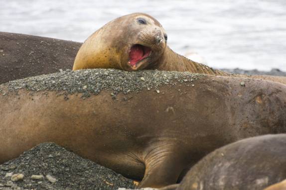 Elefantes-marinho descansam em praia de Prion Island, na Geórgia do Sul